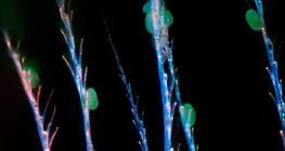 Honey bee chitin hair with pollen