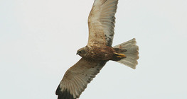 Western marsh harrier in flight