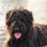 Hungarian Puli