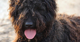 Hungarian Puli