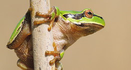 Tree frog