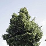 Linden tree