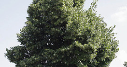 Linden tree