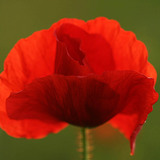 Common poppy