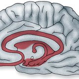 The location of the limbic system in the brain