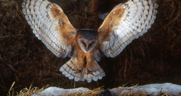 Barn owl