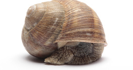 Roman snail