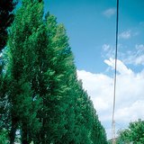 Lombardy poplar trees