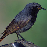 Rabirruivo-preto (macho)
