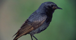 Black redstart (male)