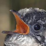 Cuckoo portrait