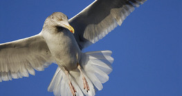 Gull