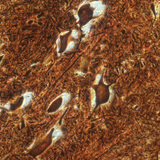 Нервни клетки в гръбначен мозък (говедо)