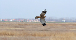 Western marsh harrier in flight