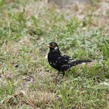 Common blackbird