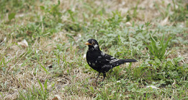 Common blackbird