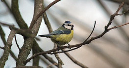 Eurasian blue tit