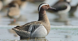 Garganey