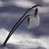 Common snowdrop