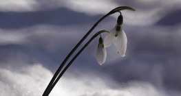 Common snowdrop