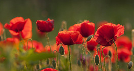 Poppies in a field