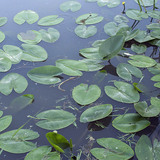 Водна лилия