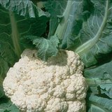 Cauliflower