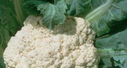 Cauliflower