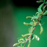 Pistillate flower of a white willow