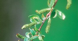 Pistillate flower of a white willow