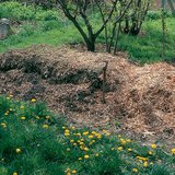 Compost