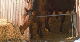 Horse eating straw
