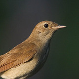 Nightingale