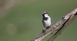 House sparrow (male)