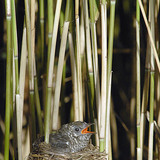 Common cuckoo chick in warbler nest