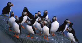 Puffins