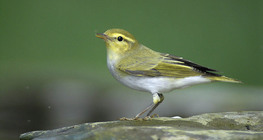 Wood warbler