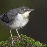White-throated dipper