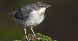 White-throated dipper