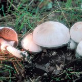 Blushing wood mushroom