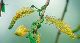 Staminate flower of a white willow