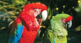 Macaws