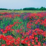 Poppies in a field