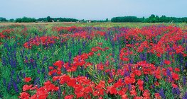 Poppies in a field