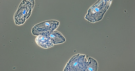 Cells of the mucosa lining the human mouth
