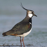 Northern lapwing
