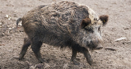 Wild boar