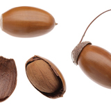 Acorn
