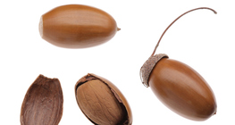 Acorn