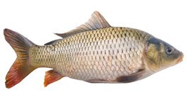 Carp